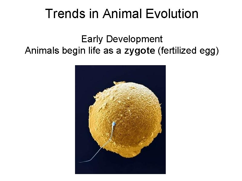 Trends in Animal Evolution Early Development Animals begin life as a zygote (fertilized egg) Trends in Animal Evolution Early Development Animals begin life as a zygote (fertilized egg)