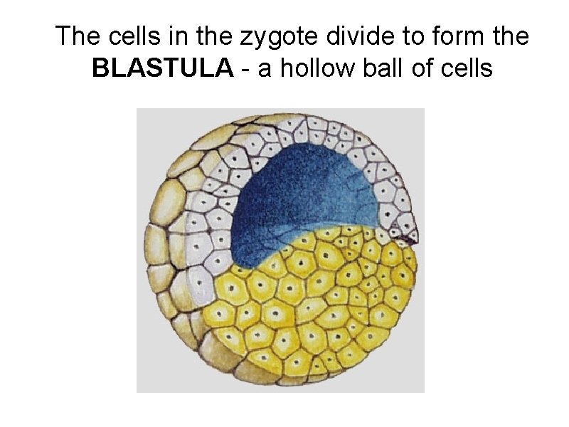 The cells in the zygote divide to form the BLASTULA - a hollow ball The cells in the zygote divide to form the BLASTULA - a hollow ball