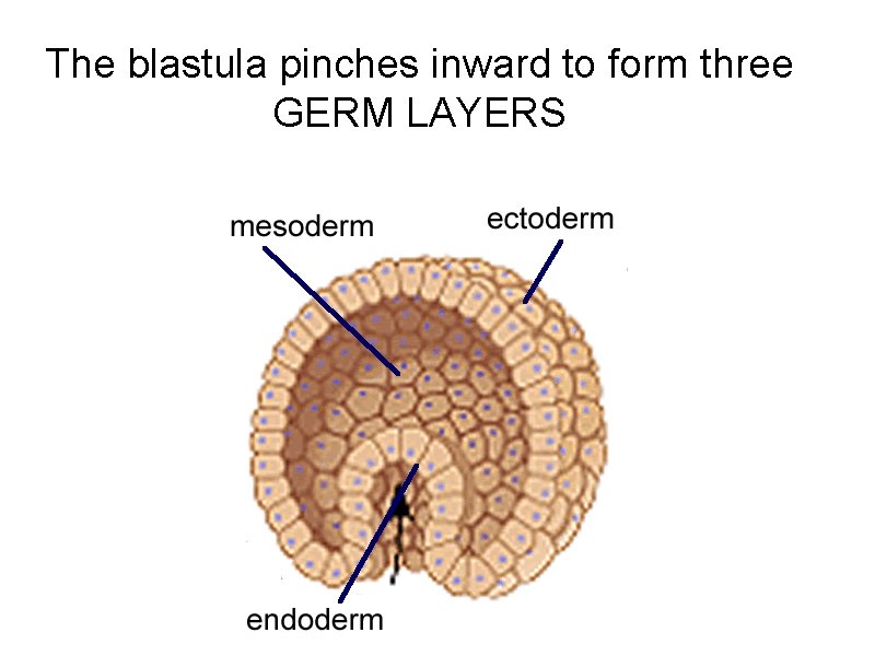 The blastula pinches inward to form three GERM LAYERS The blastula pinches inward to form three GERM LAYERS