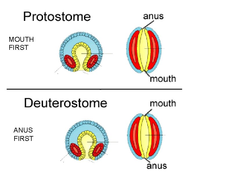 MOUTH FIRST ANUS FIRST MOUTH FIRST ANUS FIRST