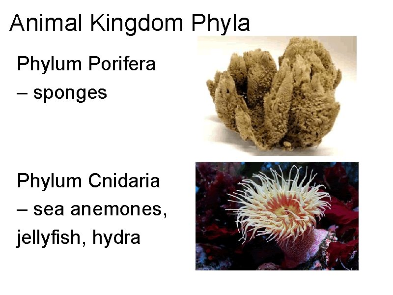 Animal Kingdom Phyla Phylum Porifera – sponges Phylum Cnidaria – sea anemones, jellyfish, hydra Animal Kingdom Phyla Phylum Porifera – sponges Phylum Cnidaria – sea anemones, jellyfish, hydra