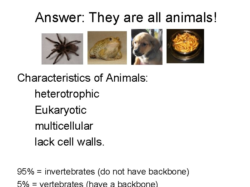 Answer: They are all animals! Characteristics of Animals: heterotrophic Eukaryotic multicellular lack cell walls. Answer: They are all animals! Characteristics of Animals: heterotrophic Eukaryotic multicellular lack cell walls.