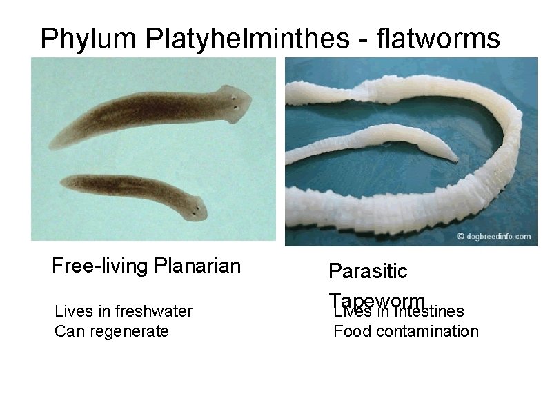Phylum Platyhelminthes - flatworms Free-living Planarian Lives in freshwater Can regenerate Parasitic Tapeworm Lives Phylum Platyhelminthes - flatworms Free-living Planarian Lives in freshwater Can regenerate Parasitic Tapeworm Lives