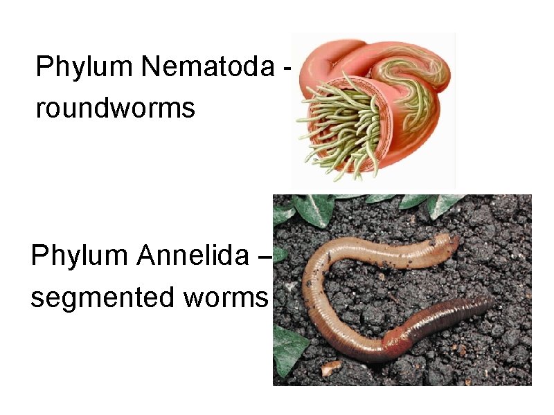 Phylum Nematoda – roundworms Phylum Annelida – segmented worms Phylum Nematoda – roundworms Phylum Annelida – segmented worms