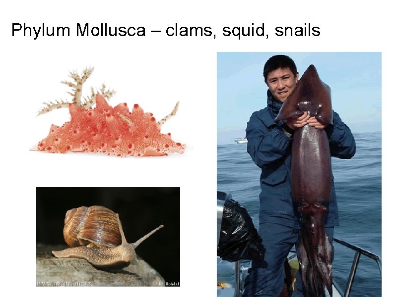 Phylum Mollusca – clams, squid, snails Phylum Mollusca – clams, squid, snails