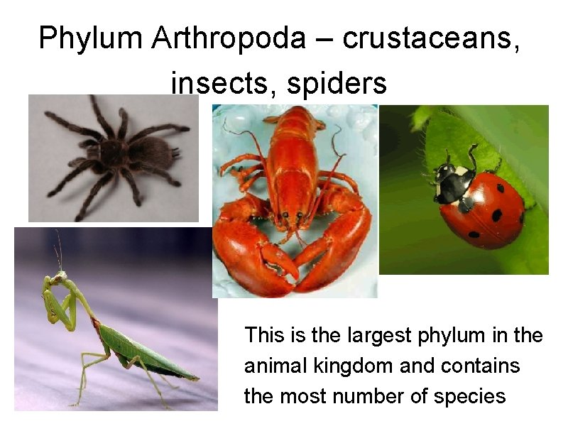 Phylum Arthropoda – crustaceans, insects, spiders This is the largest phylum in the animal Phylum Arthropoda – crustaceans, insects, spiders This is the largest phylum in the animal
