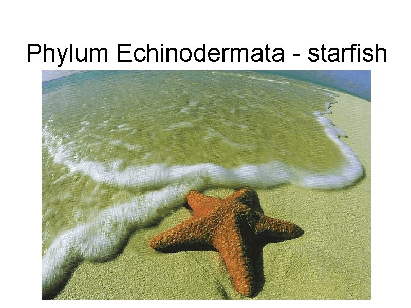 Phylum Echinodermata - starfish Phylum Echinodermata - starfish