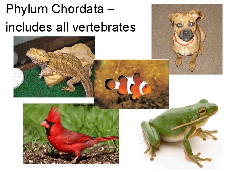 Phylum Chordata – includes all vertebrates Phylum Chordata – includes all vertebrates