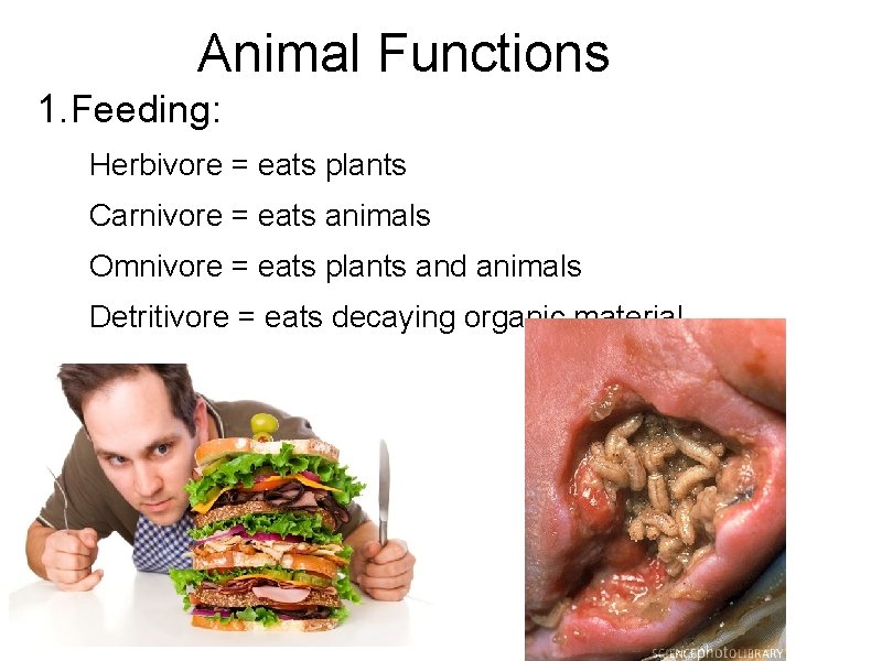 Animal Functions 1. Feeding: Herbivore = eats plants Carnivore = eats animals Omnivore = Animal Functions 1. Feeding: Herbivore = eats plants Carnivore = eats animals Omnivore =