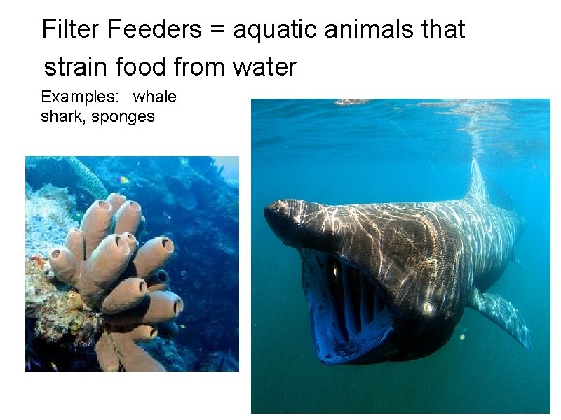 Filter Feeders = aquatic animals that strain food from water Examples: whale shark, sponges Filter Feeders = aquatic animals that strain food from water Examples: whale shark, sponges
