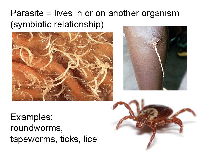 Parasite = lives in or on another organism (symbiotic relationship) Examples: roundworms, tapeworms, ticks, Parasite = lives in or on another organism (symbiotic relationship) Examples: roundworms, tapeworms, ticks,