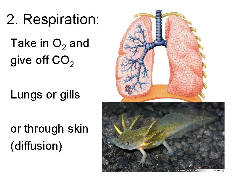 2. Respiration: Take in O 2 and give off CO 2 Lungs or gills 2. Respiration: Take in O 2 and give off CO 2 Lungs or gills