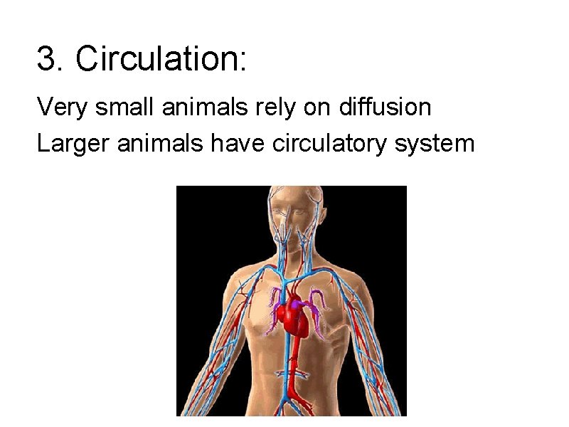 3. Circulation: Very small animals rely on diffusion Larger animals have circulatory system 3. Circulation: Very small animals rely on diffusion Larger animals have circulatory system