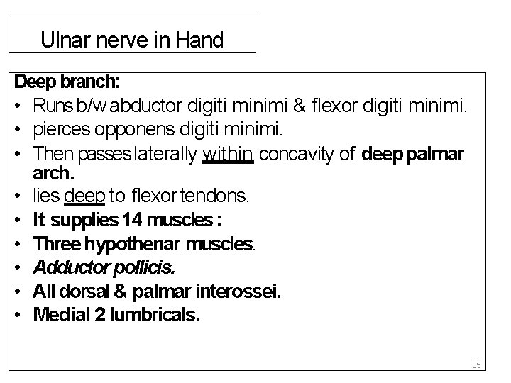 Ulnar nerve in Hand Deep branch: • Runs b/w abductor digiti minimi & flexor