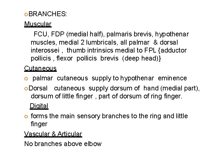  BRANCHES: Muscular FCU, FDP (medial half), palmaris brevis, hypothenar muscles, medial 2 lumbricals,