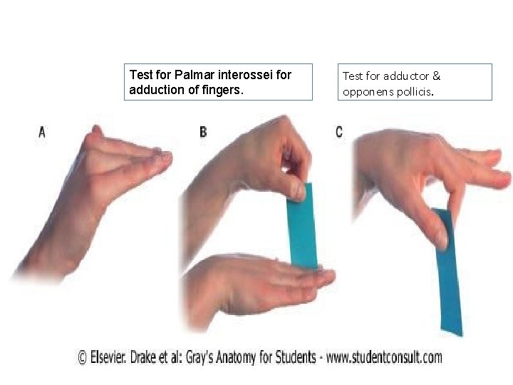 Test for Palmar interossei for adduction of fingers. Test for adductor & opponens pollicis.