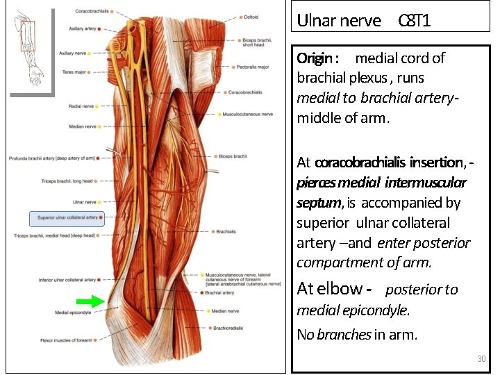 Ulnar nerve C 8 T 1 Origin : medial cord of brachial plexus ,