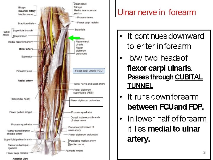 Ulnar nerve in forearm • It continues downward to enter in forearm • b/w