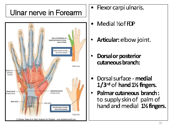 Ulnar nerve in Forearm • Flexor carpi ulnaris. • Medial ½ of FDP •
