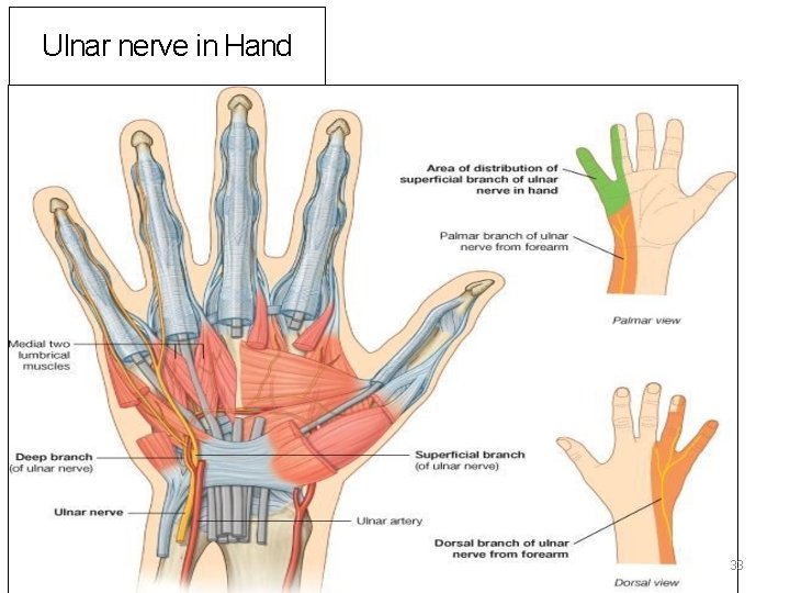 Ulnar nerve in Hand 33 