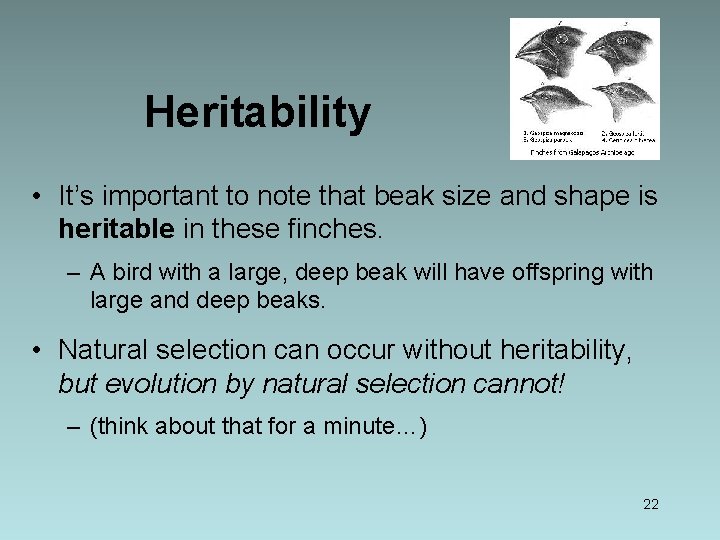 Heritability • It’s important to note that beak size and shape is heritable in