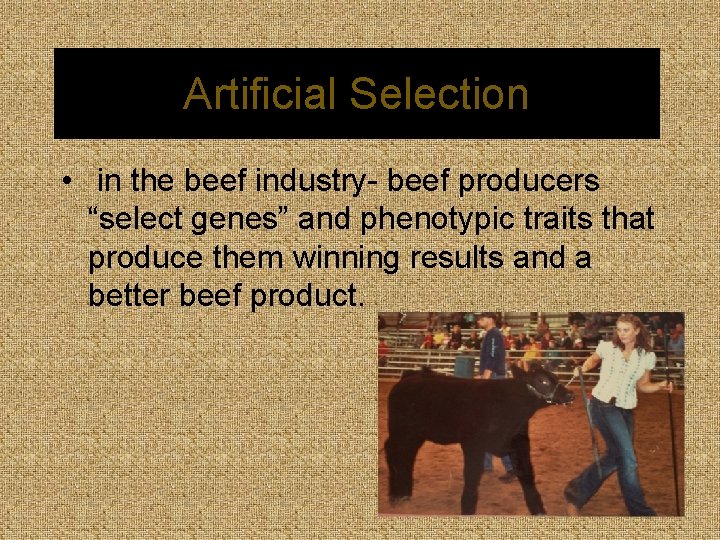 Artificial Selection • in the beef industry- beef producers “select genes” and phenotypic traits