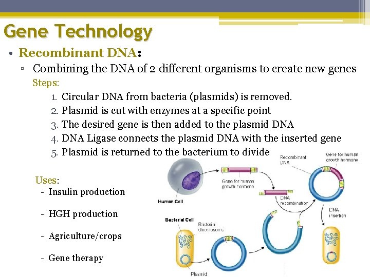 Gene Technology • Recombinant DNA: ▫ Combining the DNA of 2 different organisms to