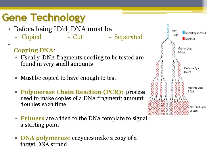 Gene Technology • Before being ID’d, DNA must be… - Copied • - Cut
