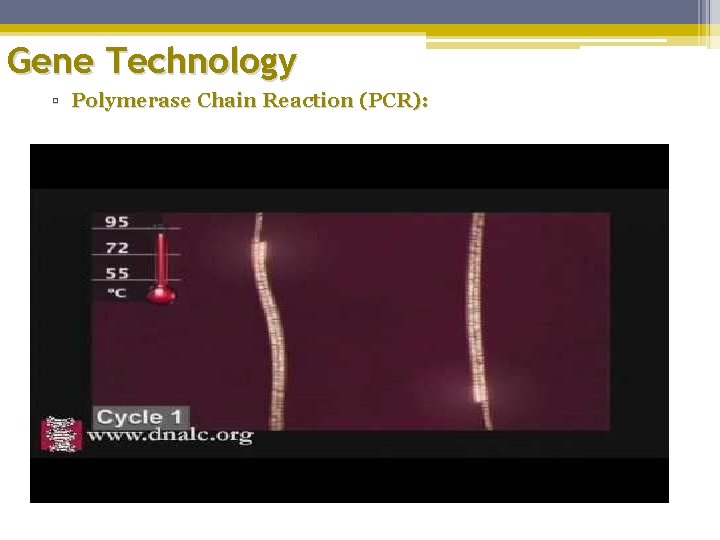 Gene Technology ▫ Polymerase Chain Reaction (PCR): 