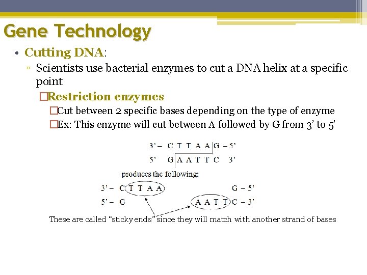 Gene Technology • Cutting DNA: ▫ Scientists use bacterial enzymes to cut a DNA