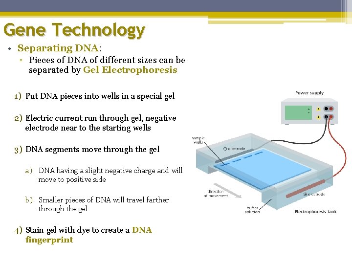 Gene Technology • Separating DNA: ▫ Pieces of DNA of different sizes can be