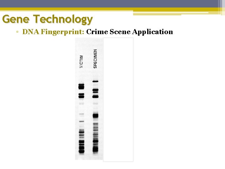 Gene Technology ▫ DNA Fingerprint: Crime Scene Application 