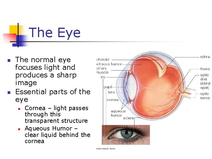 The Eye n n The normal eye focuses light and produces a sharp image
