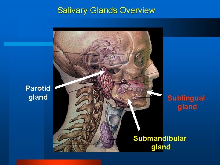 Salivary Glands Overview Parotid gland Sublingual gland Submandibular gland 