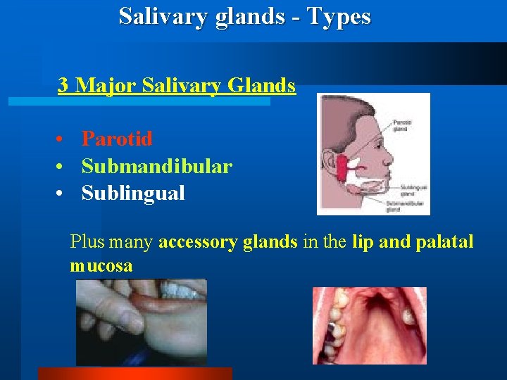 Salivary glands - Types 3 Major Salivary Glands • Parotid • Submandibular • Sublingual