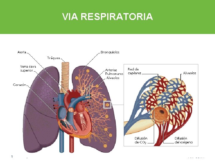 VIA RESPIRATORIA Título de la presentación - 00 de mes de 0000 ARP SURA