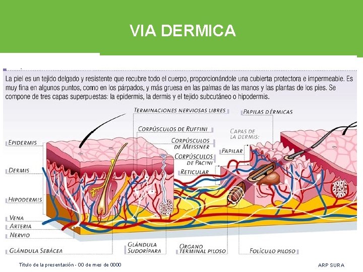 VIA DERMICA Título de la presentación - 00 de mes de 0000 ARP SURA