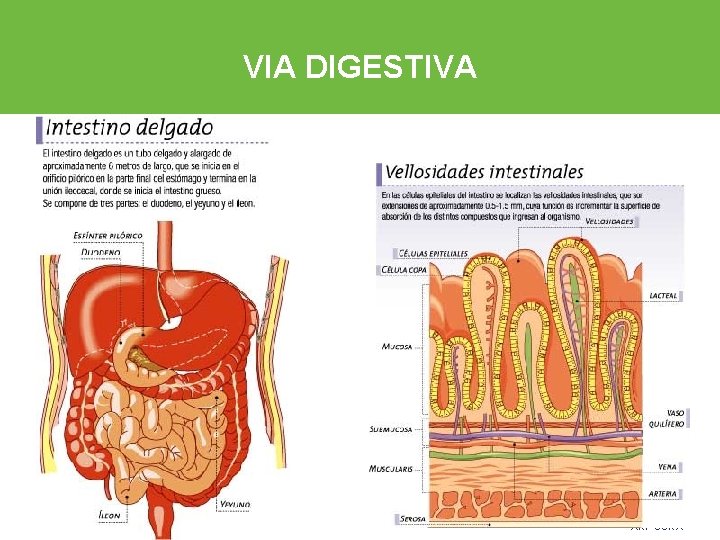 VIA DIGESTIVA Título de la presentación - 00 de mes de 0000 ARP SURA