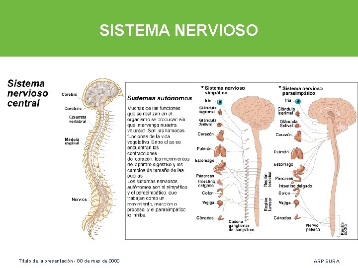 SISTEMA NERVIOSO Título de la presentación - 00 de mes de 0000 ARP SURA