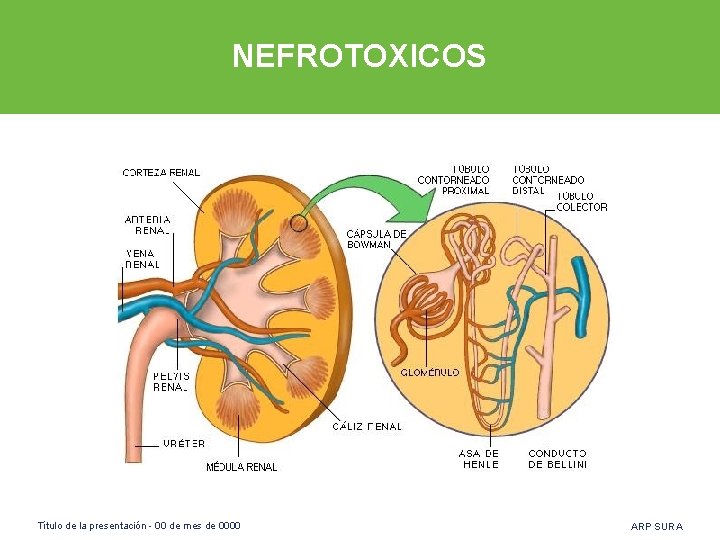 NEFROTOXICOS Título de la presentación - 00 de mes de 0000 ARP SURA 