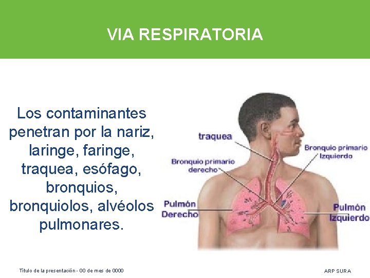 VIA RESPIRATORIA Los contaminantes penetran por la nariz, laringe, faringe, traquea, esófago, bronquios, bronquiolos,