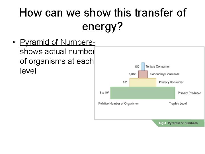 How can we show this transfer of energy? • Pyramid of Numbersshows actual numbers