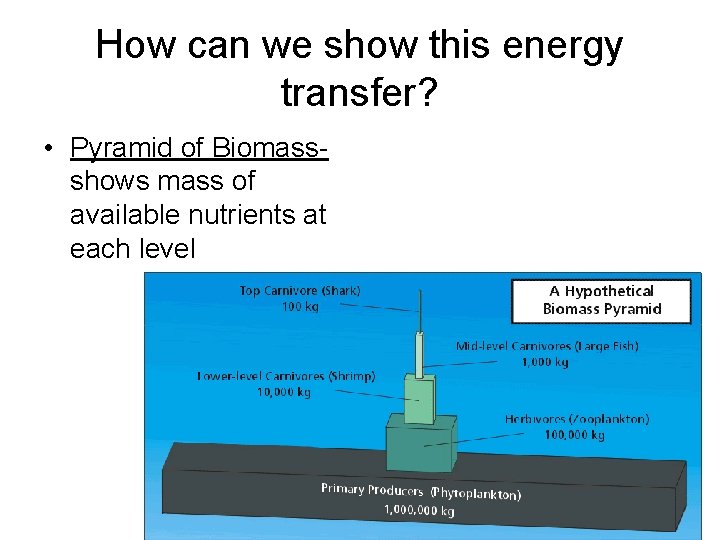 How can we show this energy transfer? • Pyramid of Biomassshows mass of available