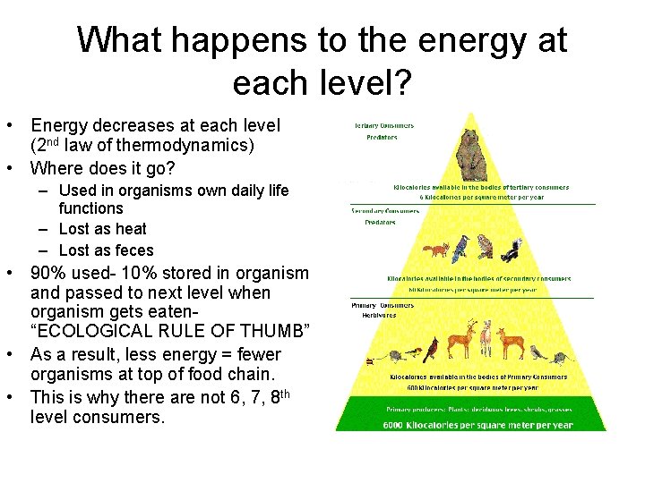 What happens to the energy at each level? • Energy decreases at each level