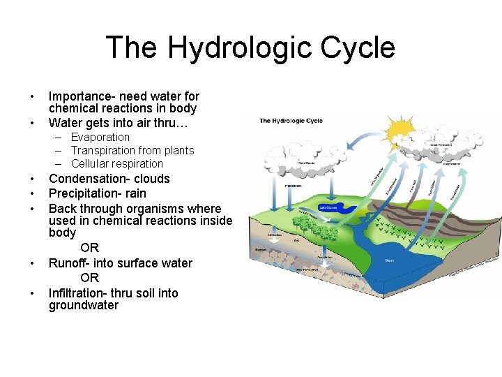 The Hydrologic Cycle • • Importance- need water for chemical reactions in body Water