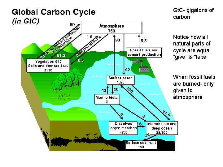 Gt. C- gigatons of carbon Notice how all natural parts of cycle are equal