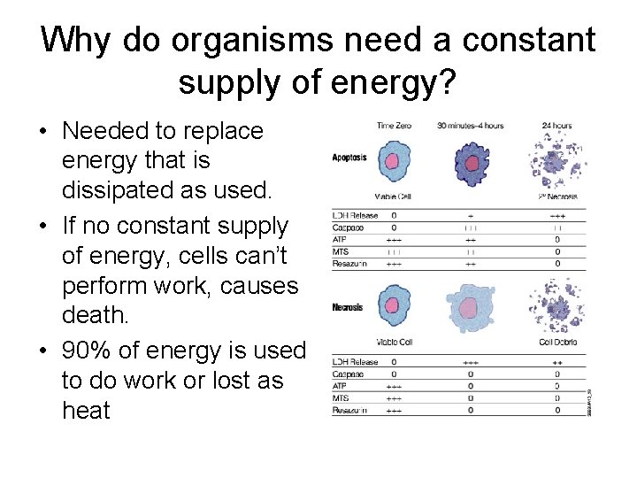 Why do organisms need a constant supply of energy? • Needed to replace energy