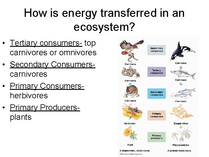 How is energy transferred in an ecosystem? • Tertiary consumers- top carnivores or omnivores