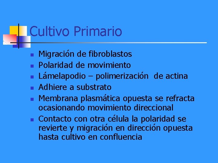 Cultivo Primario n n n Migración de fibroblastos Polaridad de movimiento Lámelapodio – polimerización