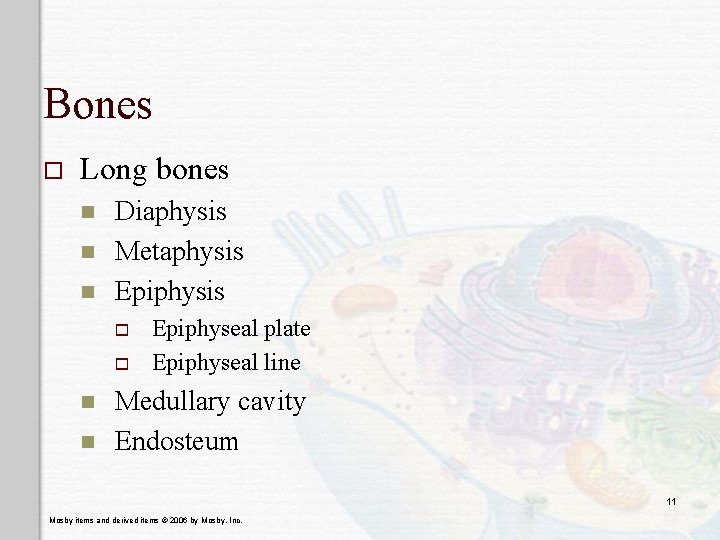 Bones o Long bones n n n Diaphysis Metaphysis Epiphysis o o n n